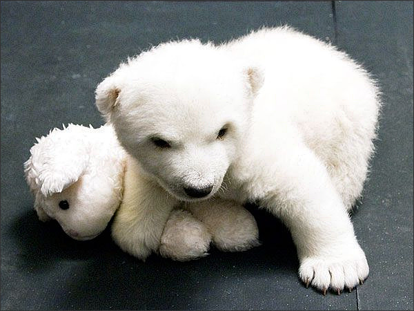 Baby polar bear Flocke playing with her polar bear toy.